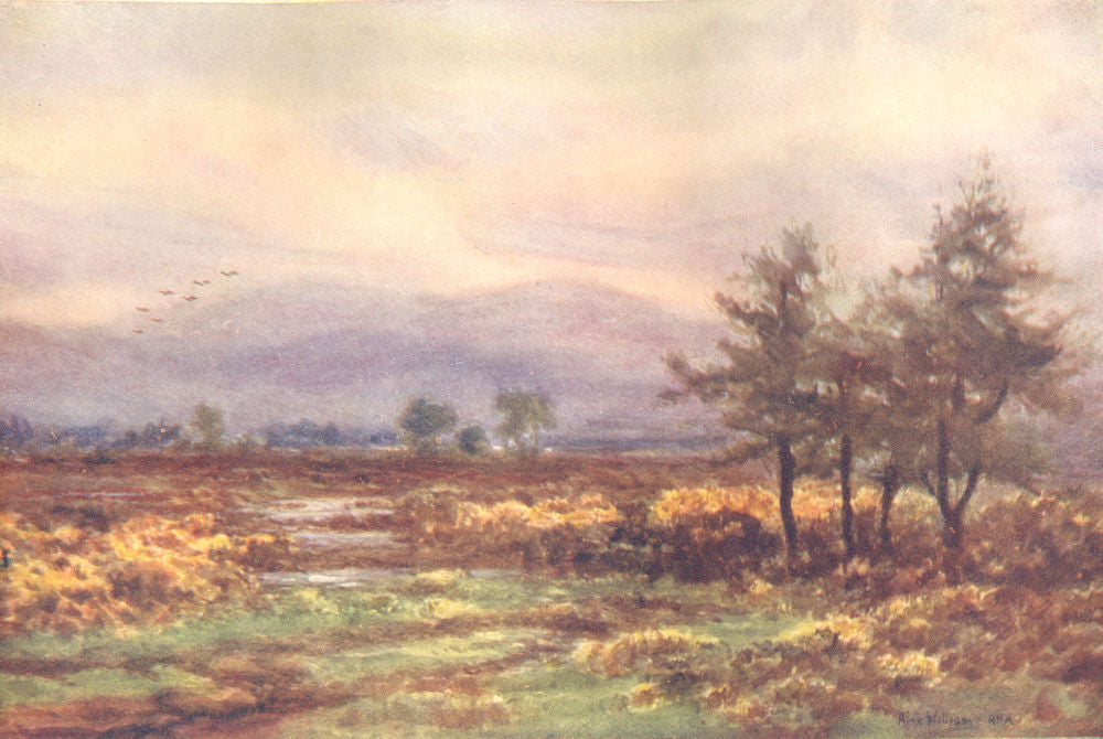 IRELAND. Leinster. Near Abbeyleix, Queen's Co c1912 old antique print picture